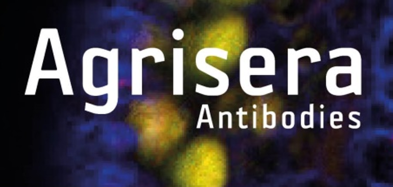 Agrisera植物細(xì)胞壁相關(guān)抗體，開學(xué)季促銷啦！